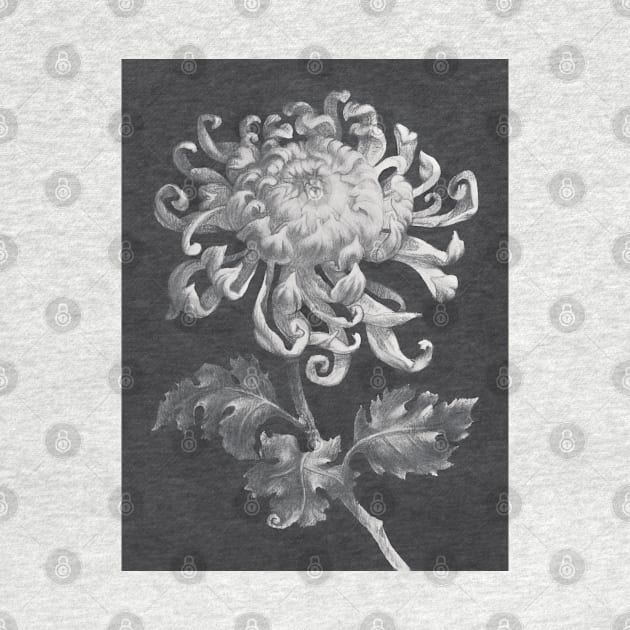 Chrysanthemum Delight - Stunning Monochromatic Flower Art by Vlad